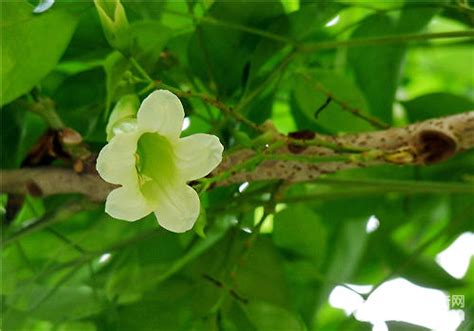 寶樹開花|【寶樹開花】綠寶綻放，吉兆臨門！不可不知的綠寶樹開花預兆